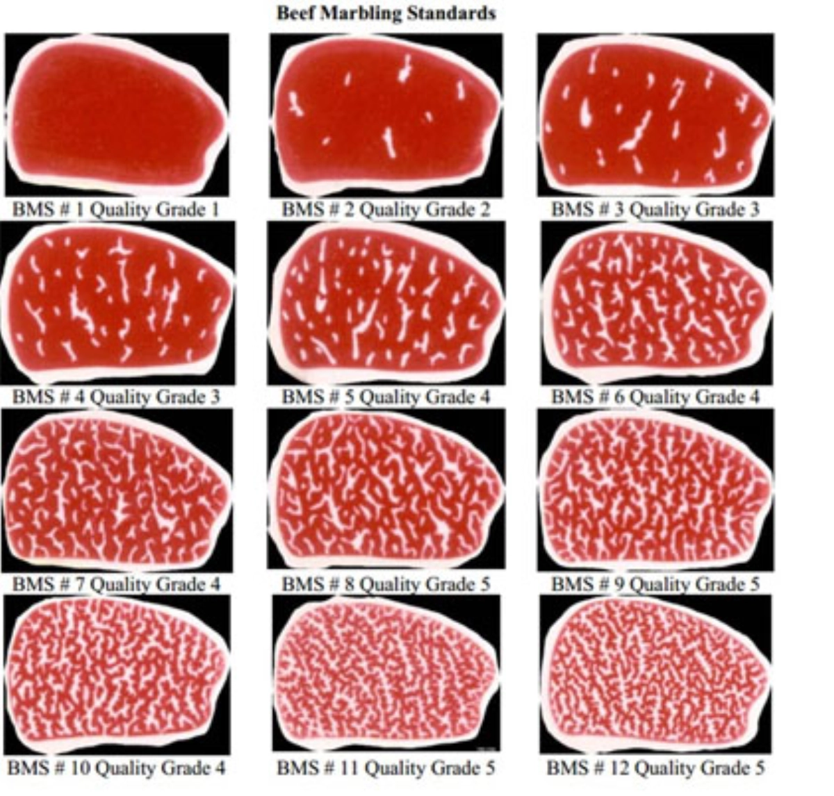 Le Steak Le Plus Cher Du Monde Le Bœuf Wagyu : la Viande de Luxe 100% Japon - Experiences Luxe